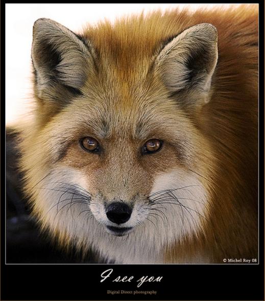 Michel Roy - Foxes