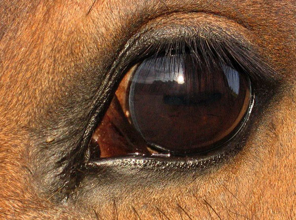 Глаза коровы фото крупным планом
