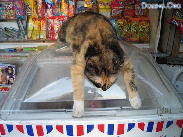 Кошак спасшийся от жары