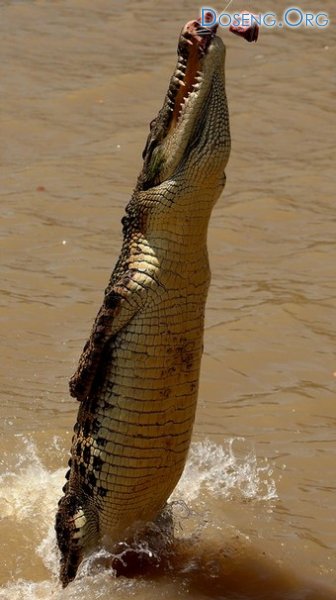 В мире животных: крокодилы реки Аделаида  Nature