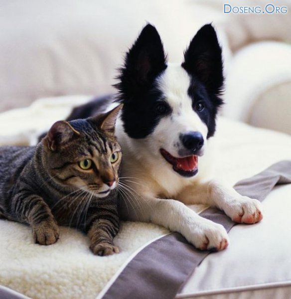 Кого Вы больше любите кошек или собак?