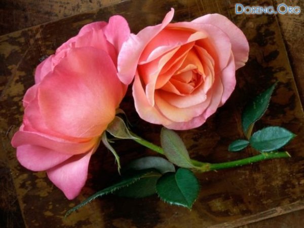 Розы (12 фото)