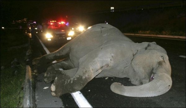 Сбежавший цирковой слон столкнулся с автобусом