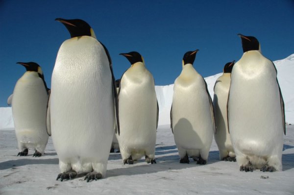 Такие милые пингвинчики :)