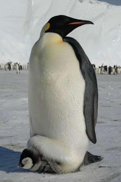 Такие милые пингвинчики :)