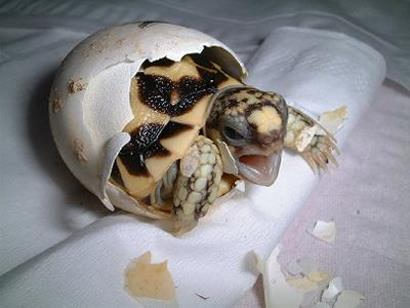 Как рождается черепашка :)