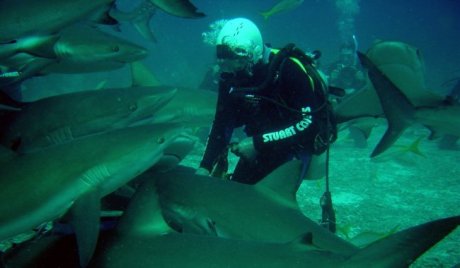 Игра с акулами на Багамах (НЕ для слабонервных)