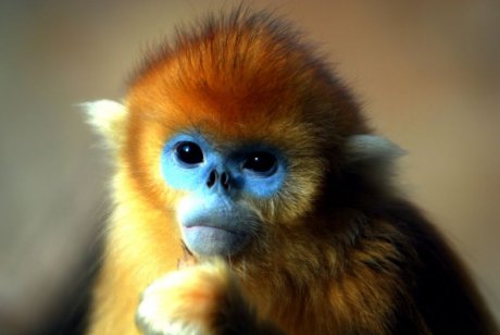 Золотистые курносые обезьянки - чудо природы (12 фото)