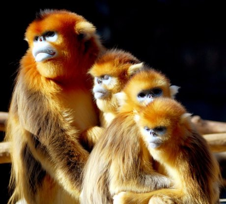 Золотистые курносые обезьянки - чудо природы (12 фото)