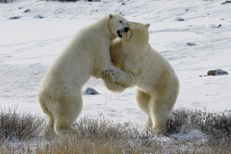 Qbear. Two White Bears. Сасвездие байшой медведисы.