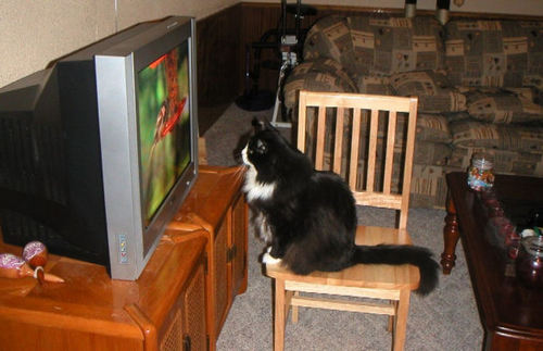 Ваши кошки смотрят телевизор?