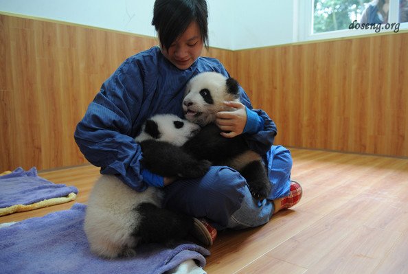 Детеныши гигантской панды