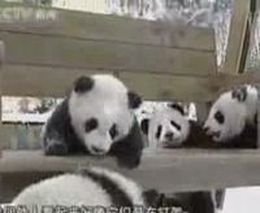 Забавные маленькие панды