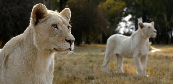 Белые львы