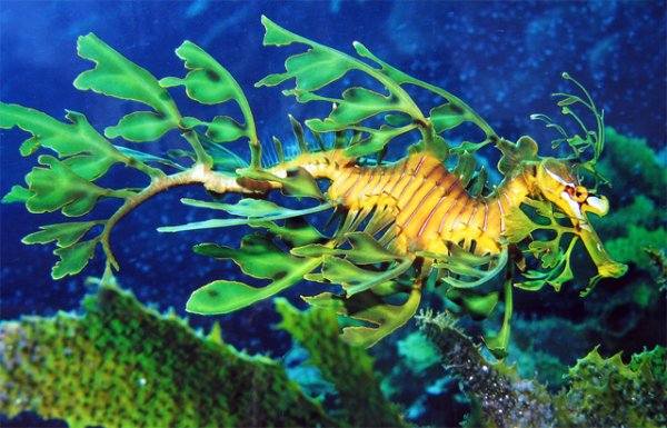 Подборка, необычно выглядящих, морских животных