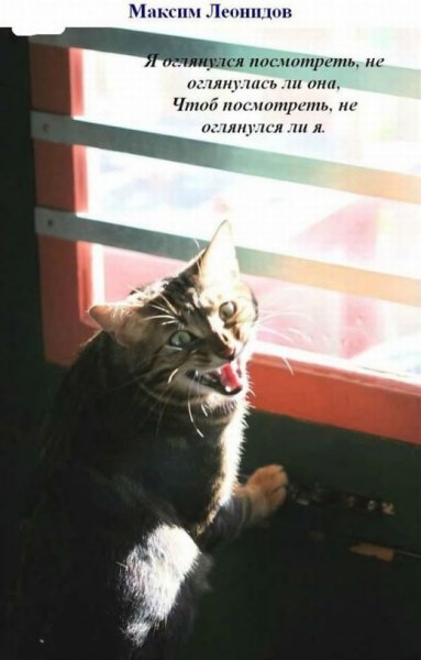 Коты поют песни (27 фото)