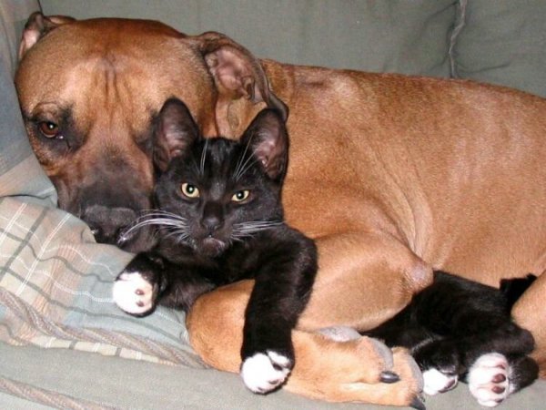 Кошки и собаки, позитивчик :)