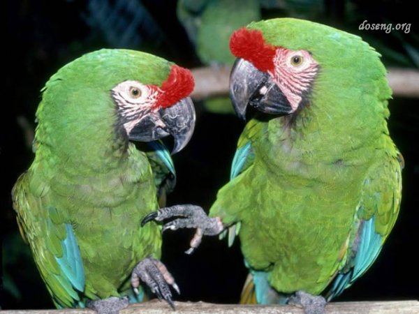 Бразильские попугаи