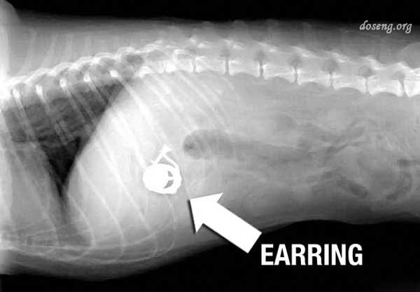 Собаки под рентгеном (14 фото)