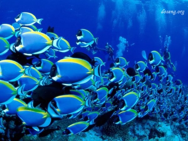 Красоты подводного мира