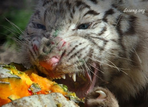 Веселый зоопарк: покормим животных тортиками? (11 фото)