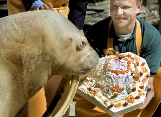 Веселый зоопарк: покормим животных тортиками? (11 фото)