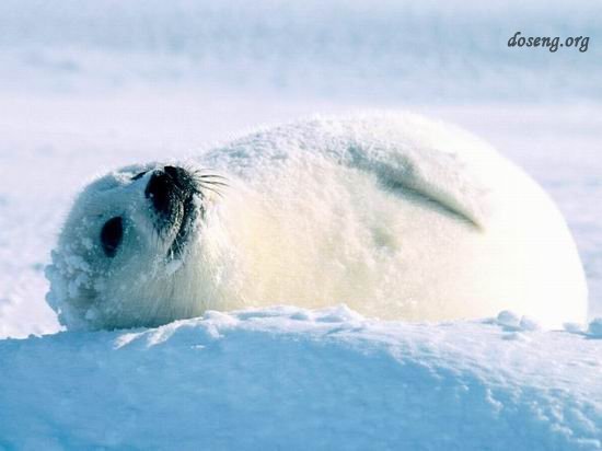 Морские тюлени (20 фото)