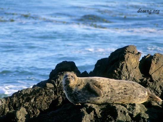 Морские тюлени (20 фото)