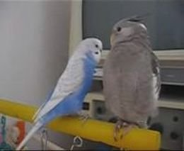 Дружба попугаев
