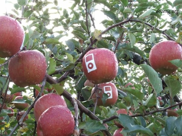 Фруктовый сад Apple