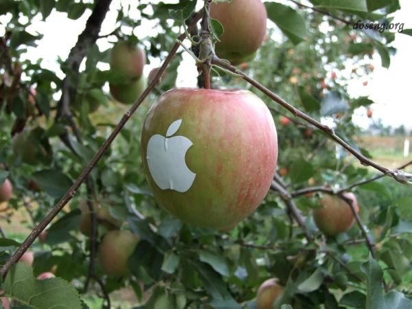 Фруктовый сад Apple