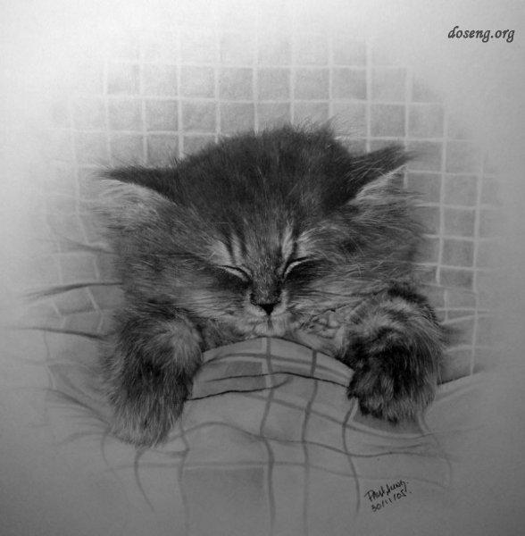 Кошки от Paul Lung