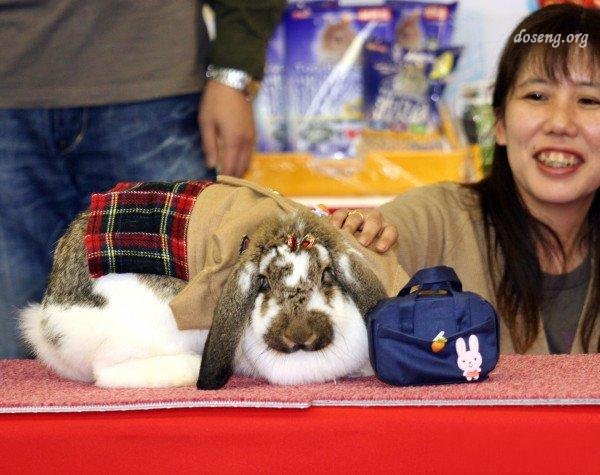 Мода для кролика