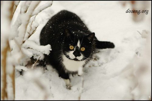 Снежные коты или коты на снегу