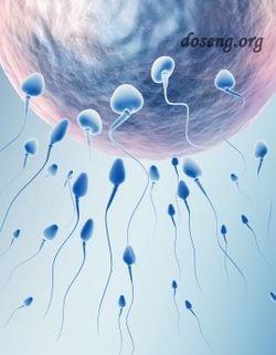Измена приводит к войне сперматозоидов