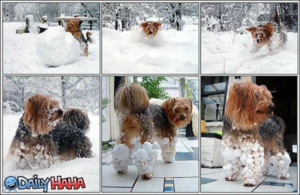 Собаки в снегу (12 фото)
