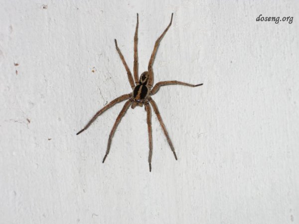 Арахнофобия: почему мы боимся пауков