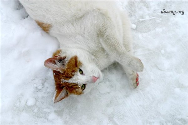 Снежные коты или коты на снегу