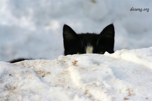 Снежные коты или коты на снегу