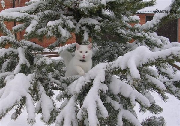 Снежные коты или коты на снегу