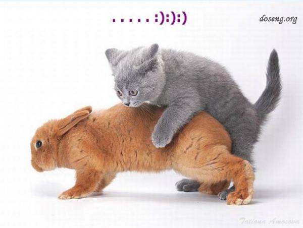 Приключения кота и кролика