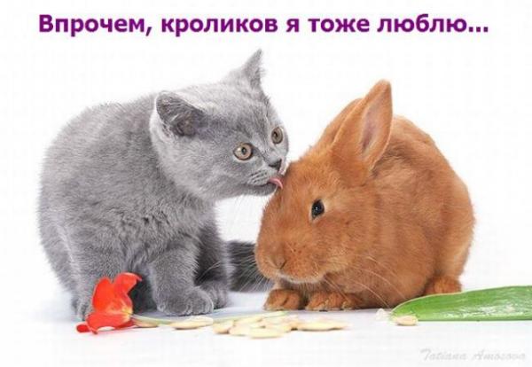 Приключения кота и кролика