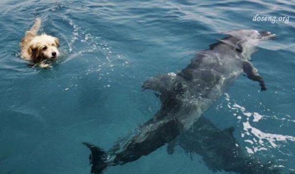 О дружбе собаки с дельфинами (11 фото + текст)