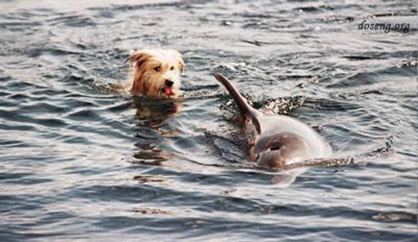 О дружбе собаки с дельфинами (11 фото + текст)