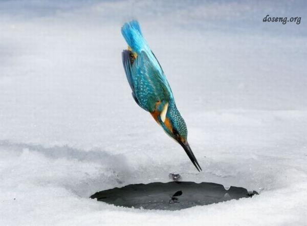 Птичка на зимней рыбалке (4 фото)