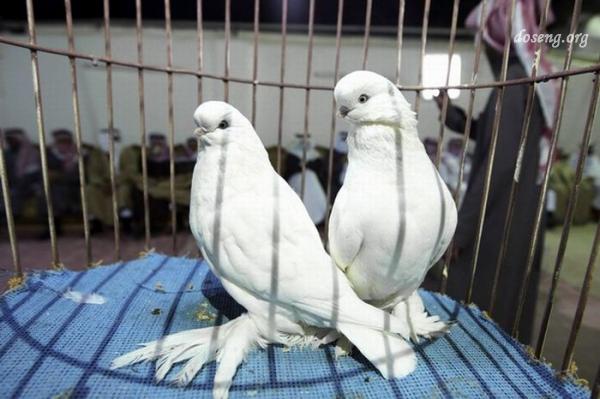 Как провести голубей контрабандой (2 фото)