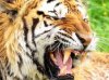В заброшенном доме в Приморье нашли тигрицу