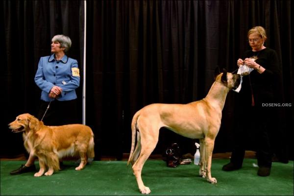 Выставка собак Westminster Kennel Club Dog Show (43 фото)