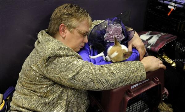   Westminster Kennel Club Dog Show (43 )