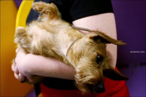   Westminster Kennel Club Dog Show (43 )